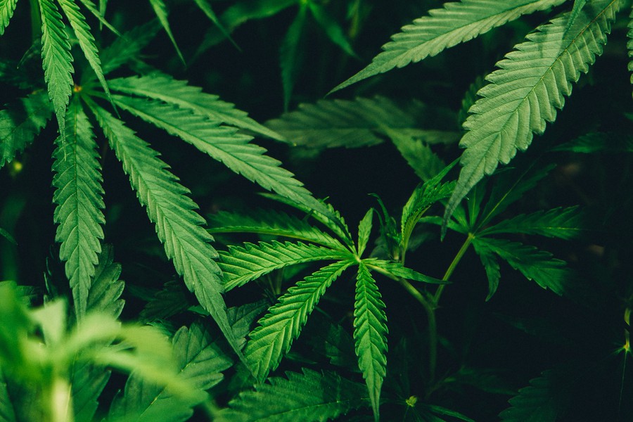JUSO erfreut über Kommissions-Ja zur Cannabislegalisierung!