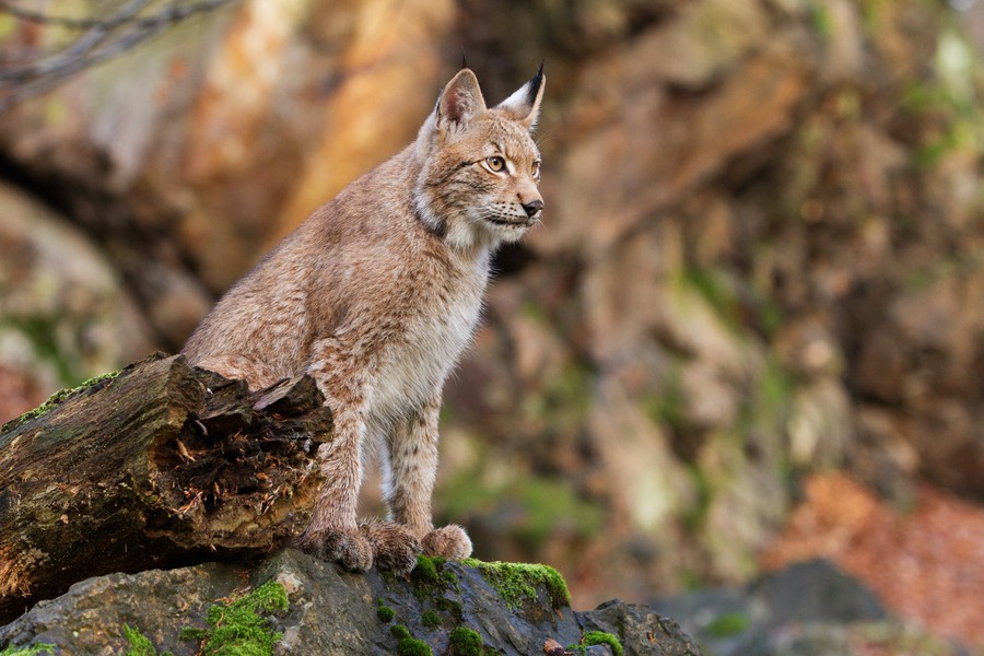 Non à la loi sur la chasse !